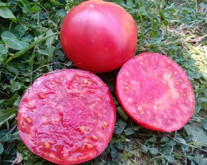 Семена томата сорта Скорпион (Scorpii) - Гиганты розовые