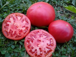 Семена сорта томата Славянский розовый - Гиганты розовые