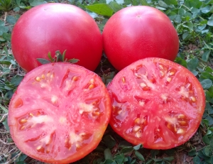 Семена томата сорта Dwarf Zoe's Sweet (Сладкий Гном Зои) - Гномы