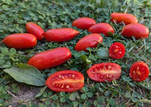 Семена сорта томата Сладкий Касади (Sweet Casady) - Высокорослые коктейльные