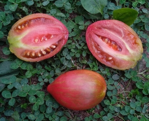 Семена томата сорта Sweet Tooth (Сладкий Клык) - Длинноплодные