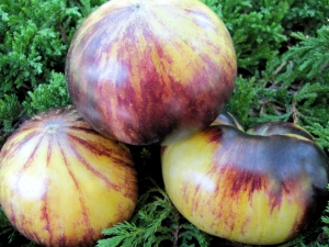 Семена томата сорта Солнечное Затмение (Solar Eclipse) - Синие