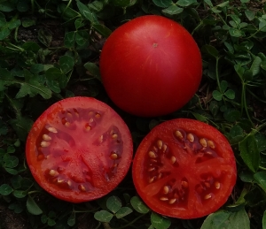 Семена томата сорта Dwarf Andy’s Forty (Гном сорок помидоров Энди) - Гномы