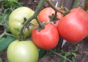 Семена томата сорта Стадо бегемотов - Высокорослые округлые и плоско-округлые