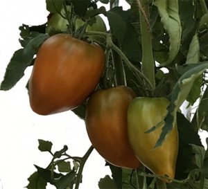 Семена томата сорта Суровая дыня немцев Поволжья (Severe Melon) - Гиганты сердцевидные