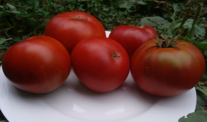 Семена сорта томата Тасманский шоколад (Tasmanian Chocolate) - Гномы