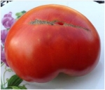 . Томат староверов 