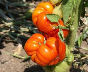 Семена томата сорта Томатный рай - Гиганты красные