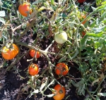 . Топ модель (Top model) 