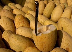 Семена дыни сорта Торпеда