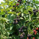 . Ежевика Тройная корона (Трипл Краун (Triple Crown))