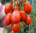 . Тропический полугигант