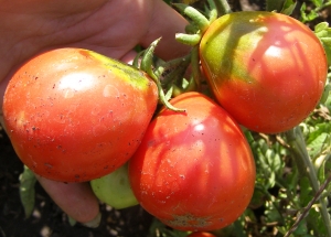 Семена томатов сорта Трюфель красный - Грушевидные