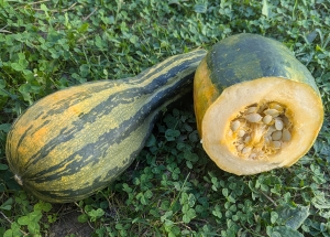 Семена тыквы сорта Королевская столовая