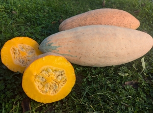 Семена тыквы Джамбо Пинк Банана (Pink Jumbo banana)