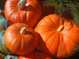 Семена тыквы сорта Цукат