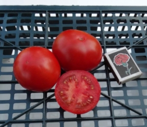 Семена томата сорта Удачный - Низкорослые кустовые