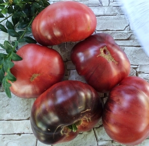 Семена томата сорта Streets of broken lanterns (Улица разбитых фонарей) - Синие