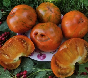 Семена сорта томата Улыбка Сандры - Полосатые