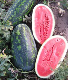 Семена арбуза сорта Фаворит