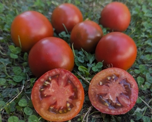 Семена сорта томата Piglet Willie's French Black (Французский черный поросенок Вилли) - Шоколадные