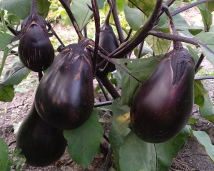 Семена баклажана сорта Черное яйцо (Black egg)