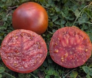 Семена томата сорта Черный томат от Борисовны