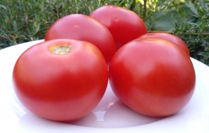 Семена сорта томата Чудо Сибири - Низкорослые кустовые