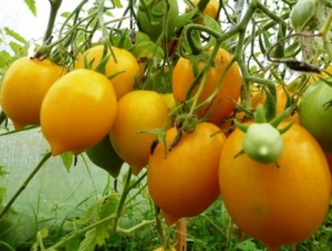 Семена томата сорта Чудо света - Высокорослые сливовидно-овальные