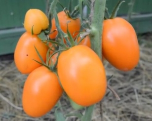 Семена сорта томата Чухлома - Высокорослые сливовидно-овальные