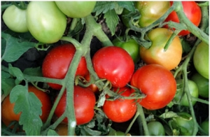 Семена томата сорта Шамиль  - низкорослые штамбовые