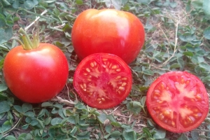 Семена сорта томата Шедевр ранний - низкорослые штамбовые 