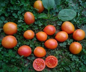 Семена томата сорта Sunrise bumble bee (Шмель на заре) - Высокорослые «черри» (балконные томаты)