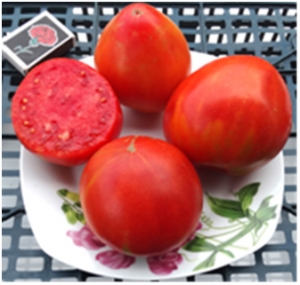 Семена томата сорта Эстонский - Низкорослые крупноплодные