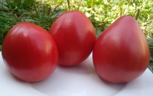 Семена томата сорта Юнга гигантский оксхарт (Jung’s Giant Oxheart) - Гиганты сердцевидные