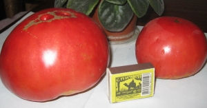 Семена сорта томата Юрмала - Гиганты классические розовые