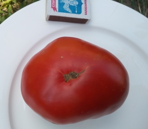 Семена томата сорта Яблочный Липецкий - Гиганты красные