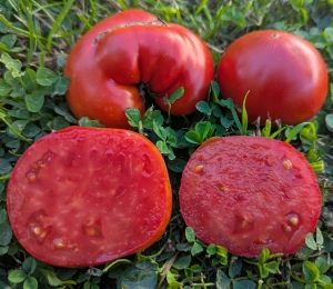 Семена томата сорта Ярсон-8 (Jarson-8) - Гиганты сердцевидные