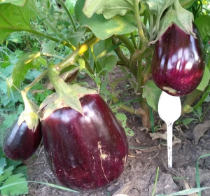 Семена баклажан сорта Роза Баку