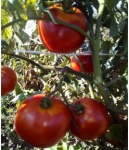 . Agi (Аги, Эджи) 