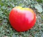 . Albenga Oxheart - 2 (Бычье сердце Альбенга - 2)