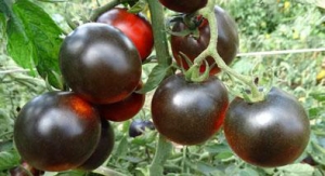 Семена томата сорта Alki Blue Blood - Синие