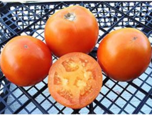 Семена томата сорта Amish Gold Slicer - Высокорослые округлые и плоско-округлые