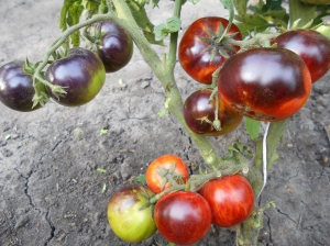 Семена томата сорта Antho Striped Dwarf (Гном Анто Полосатый) - Гномы