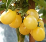 . Dwarf Bendigo Moon (Гном Луна Бендиго)