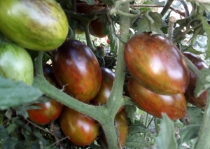 Семена томата сорта Brad’s Atomic Grape (Атомный Виноград Брэда) - Высокорослые коктейльные 