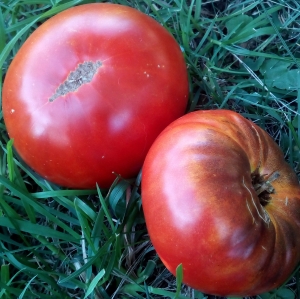 Семена томата сорта Brandy Fred (Брэнди Фред) - Гномы