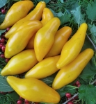 . Bananu (Банану)