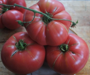 Семена сорта томата Big Cheef Pink Potato Leaf - Высокорослые округлые и плоско-округлые