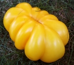 . Big Yellow Simpson (Большой Желтый Симпсон)